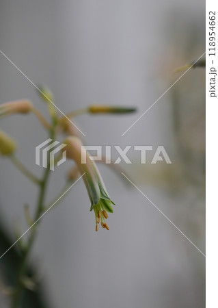 アロエ・アルビフロラの花 アロエ・アルビフロラの花 118954662
