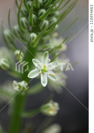 子持海葱・多肉植物の花 子持海葱・多肉植物の花 118954663