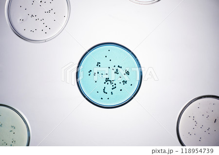 Top view of blue petri dish with bacterial colony in liquid on light table with multiple samples nearby in laboratory of scientific research service, copy space Top view of blue petri dish with bacterial colony in liquid on light table with multiple samples nearby in laboratory of scientific research service, copy space 118954739