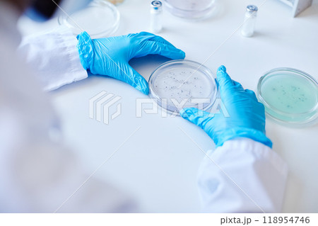 Top view of unrecognizable biochemist hands in blue gloves culturing bacteria in petri dish while developing new pharmaceuticals in laboratory of manufacturing company, copy space 118954746