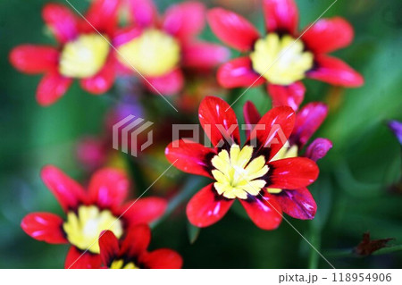 スイセンアヤメの花咲く スイセンアヤメの花咲く 118954906