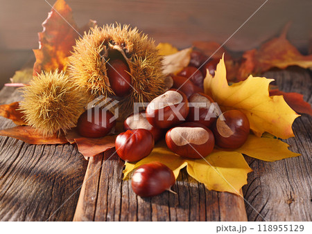 秋の味覚栗拾いと落ち葉 118955129