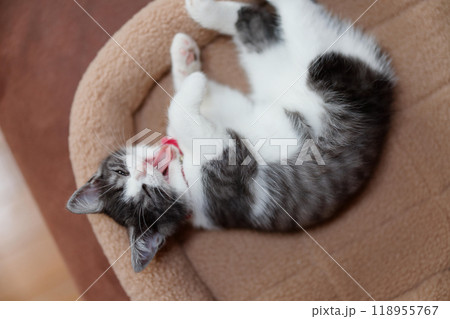 あくびする猫 118955767