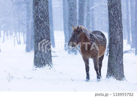 冬の道産子 118955782