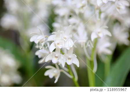 デンドロビウム キンギアナムの花 デンドロビウム キンギアナムの花 118955967