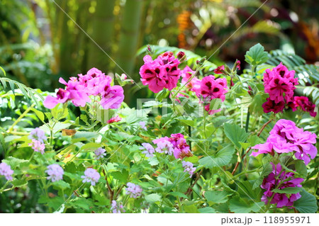 ベラルゴニウムの花 118955971