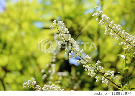 可愛い　シジミバナの花 118955974