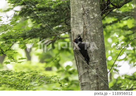 子育て中のクマゲラ 118956012