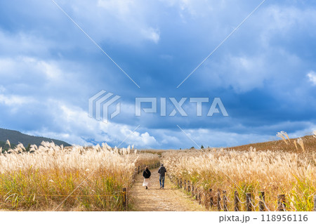 奈良県宇陀郡曽爾村にある秋の曽爾高原に生えるすすきと散策路 118956116