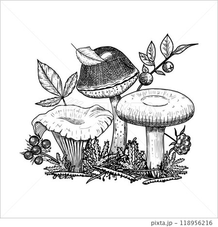 Hand drawn mushrooms with  moss, leaves, berries. Vector illustration 118956216