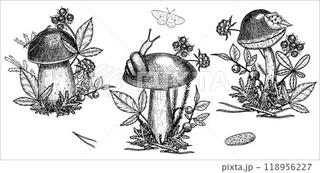 Hand draw mushrooms with acorns, pine cone, moss, berries, snail. Vector illustration Hand draw mushrooms with acorns, pine cone, moss, berries, snail. Vector illustration 118956227