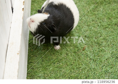 淡路島のイングランドの丘のモルモット 淡路島のイングランドの丘のモルモット 118956236