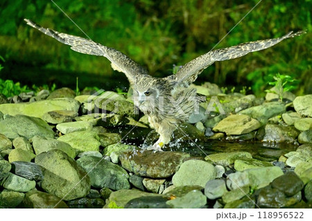 翼を大きく広げて飛び出すシマフクロウ 翼を大きく広げて飛び出すシマフクロウ 118956522