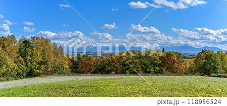 美瑛の丘で見た青空バックの十勝連峰とカラフルな紅葉のパノラマ情景 118956524