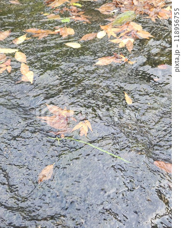 川に浮かぶ落ち葉 川に浮かぶ落ち葉 118956755