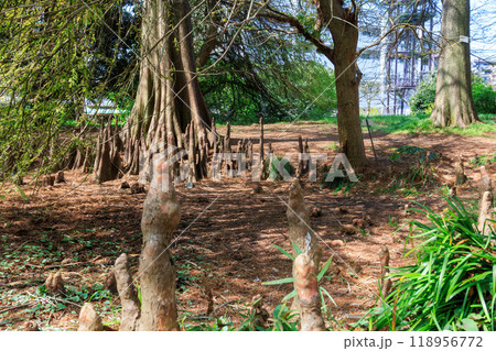 美しく不思議なメキシコラクウショウ（ヒノキ科）の木の気根。東京都文京区-2024年 118956772