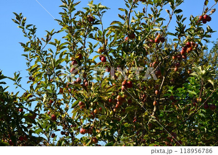 イヌリンゴ（犬林檎) ミカイドウ 118956786