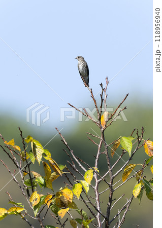エゾビタキ エゾビタキ 118956940