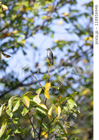 エゾビタキ 118956946