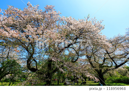 都市公園で満開に咲く美しいソメイヨシノ（桜）東京都文京区-2024年 118956968