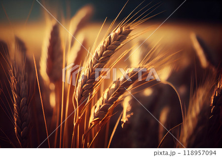 Close-up of wheat ears against a wheat field Close-up of wheat ears against a wheat field 118957094