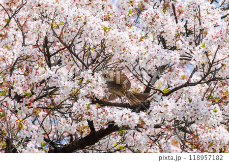 美しいソメイヨシノの間を飛び回って花の蜜を吸う美しいヒヨドリ（ヒヨドリ科）東京都文京区-2024年 118957182
