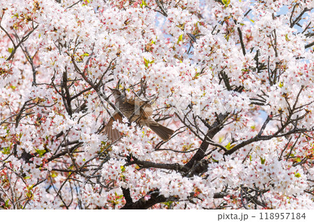 美しいソメイヨシノの間を飛び回って花の蜜を吸う美しいヒヨドリ（ヒヨドリ科）東京都文京区-2024年 118957184