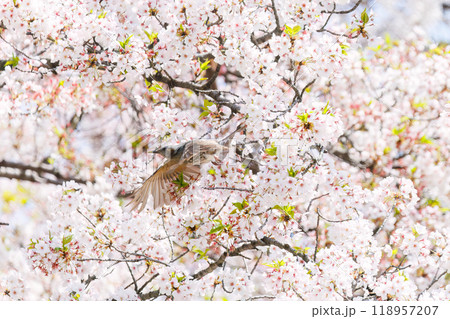 美しいソメイヨシノの間を飛び回って花の蜜を吸う美しいヒヨドリ(ヒヨドリ科)東京都文京区-2024年 美しいソメイヨシノの間を飛び回って花の蜜を吸う美しいヒヨドリ(ヒヨドリ科)東京都文京区-2024年 118957207