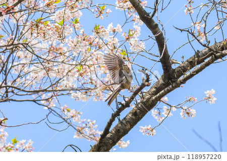 美しいソメイヨシノの間を飛び回って花の蜜を吸う美しいヒヨドリ（ヒヨドリ科）東京都文京区-2024年 118957220