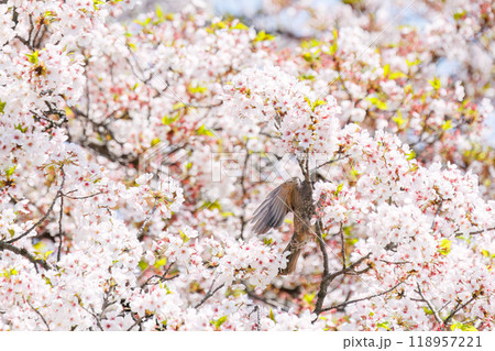美しいソメイヨシノの間を飛び回って花の蜜を吸う美しいヒヨドリ（ヒヨドリ科）東京都文京区-2024年 118957221