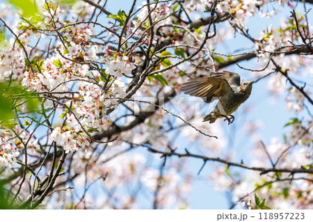 美しいソメイヨシノの間を飛び回って花の蜜を吸う美しいヒヨドリ(ヒヨドリ科)東京都文京区-2024年 美しいソメイヨシノの間を飛び回って花の蜜を吸う美しいヒヨドリ(ヒヨドリ科)東京都文京区-2024年 118957223