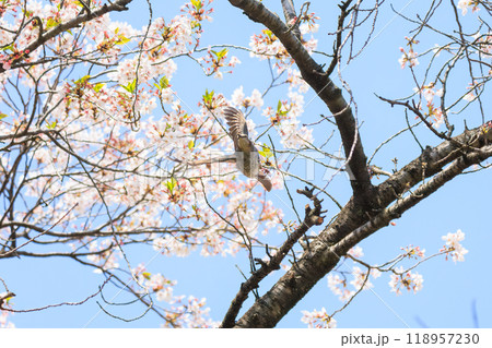 美しいソメイヨシノの間を飛び回って花の蜜を吸う美しいヒヨドリ(ヒヨドリ科)東京都文京区-2024年 美しいソメイヨシノの間を飛び回って花の蜜を吸う美しいヒヨドリ(ヒヨドリ科)東京都文京区-2024年 118957230