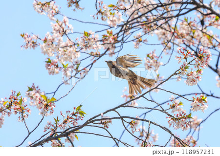 美しいソメイヨシノの間を飛び回って花の蜜を吸う美しいヒヨドリ(ヒヨドリ科)東京都文京区-2024年 美しいソメイヨシノの間を飛び回って花の蜜を吸う美しいヒヨドリ(ヒヨドリ科)東京都文京区-2024年 118957231