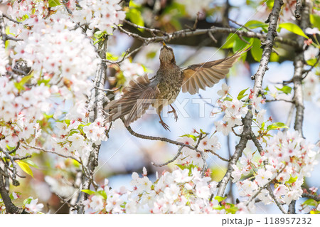 美しいソメイヨシノの間を飛び回って花の蜜を吸う美しいヒヨドリ(ヒヨドリ科)東京都文京区-2024年 美しいソメイヨシノの間を飛び回って花の蜜を吸う美しいヒヨドリ(ヒヨドリ科)東京都文京区-2024年 118957232