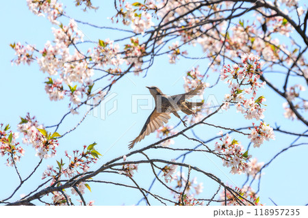 美しいソメイヨシノの間を飛び回って花の蜜を吸う美しいヒヨドリ（ヒヨドリ科）東京都文京区-2024年 118957235