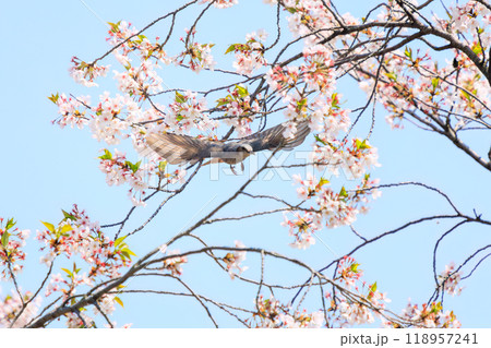 美しいソメイヨシノの間を飛び回って花の蜜を吸う美しいヒヨドリ(ヒヨドリ科)東京都文京区-2024年 美しいソメイヨシノの間を飛び回って花の蜜を吸う美しいヒヨドリ(ヒヨドリ科)東京都文京区-2024年 118957241