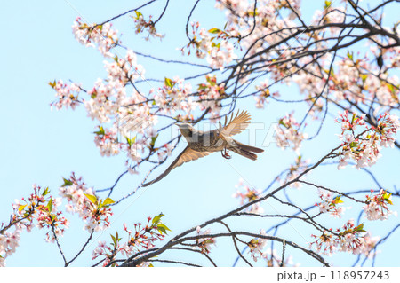 美しいソメイヨシノの間を飛び回って花の蜜を吸う美しいヒヨドリ(ヒヨドリ科)東京都文京区-2024年 美しいソメイヨシノの間を飛び回って花の蜜を吸う美しいヒヨドリ(ヒヨドリ科)東京都文京区-2024年 118957243