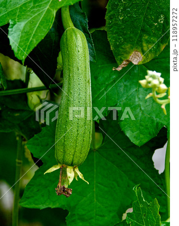 ウリ科ヘチマの果実 118957272