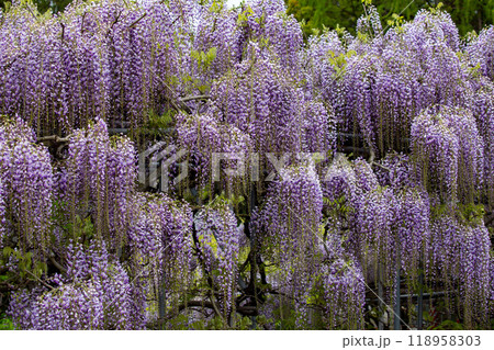 西寒多神社の藤の花 西寒多神社の藤の花 118958303