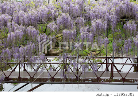 西寒多神社の藤の花 西寒多神社の藤の花 118958305