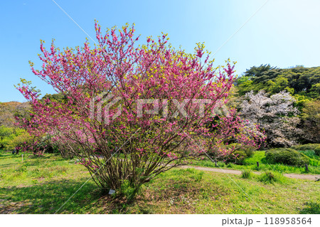 都市公園で満開に咲く美しいハナズオウ（マメ科）東京都文京区-2024年 118958564