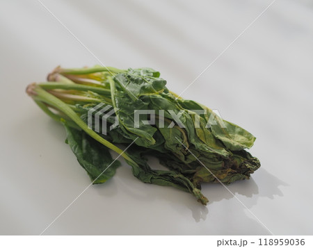 傷んだ小松菜（白背景） 118959036