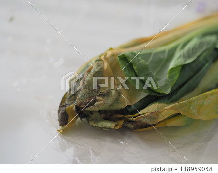 傷んだ小松菜（白背景） 118959038