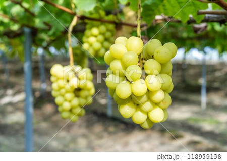完熟したシャインマスカット　ぶどう狩り　宮城県仙台市 118959138