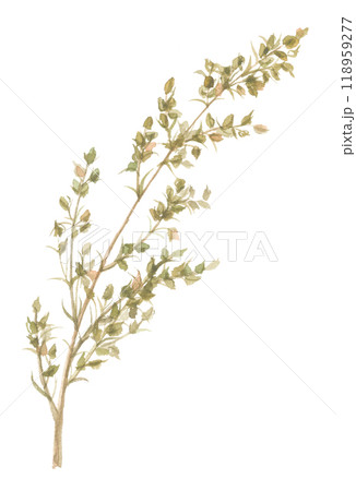 水彩で描いたカワラヨモギ 水彩で描いたカワラヨモギ 118959277