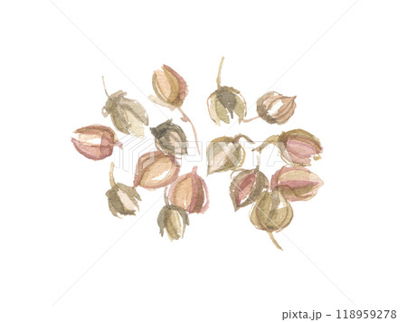 水彩で描いたカワラヨモギの花 水彩で描いたカワラヨモギの花 118959278