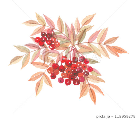 水彩で描いたナナカマド 水彩で描いたナナカマド 118959279