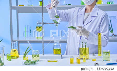 A scientist in a modern lab setting is carefully folding aloe slices from a petri dish into a funnel hanging on a shelf below a solution bottle, surrounded on the table are samples for the experiment. A scientist in a modern lab setting is carefully folding aloe slices from a petri dish into a funnel hanging on a shelf below a solution bottle, surrounded on the table are samples for the experiment. 118959338