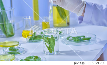 A perfect instance picture from a modern science experiment with aloe vera. The scientist carefully fills a beaker with slices of aloe vera that have been steeped in a translucent solution. 118959354
