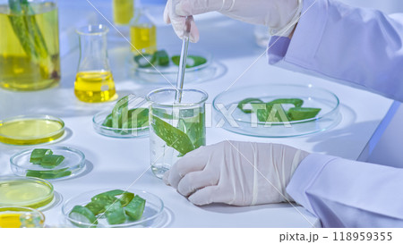 A modern lab aloe experiment template photo features a scientist agitating a beaker filled with soaked aloe slices in transparent solution, encircled by aloe samples and solution containers. 118959355